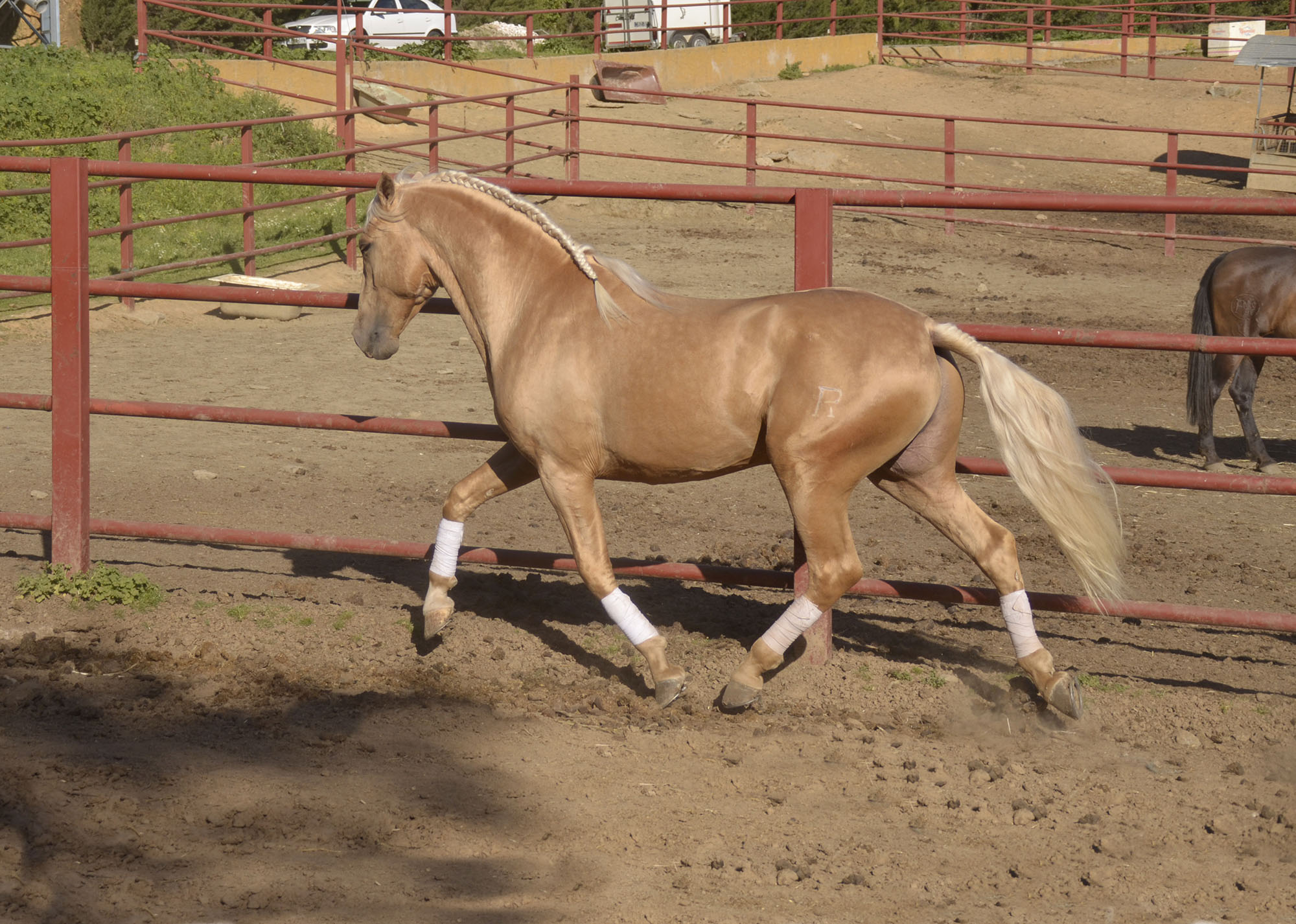 Listado de Caballos en Venta